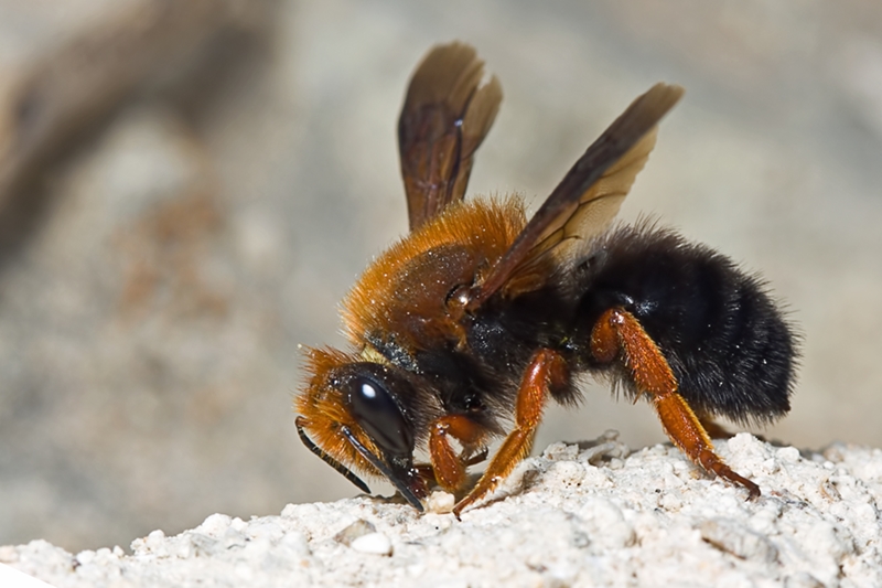 Femmina di Chalicodoma sicula